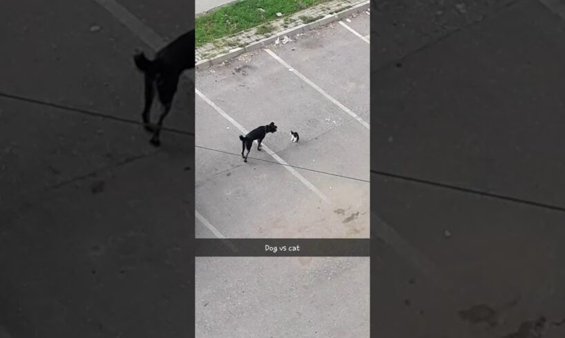 Dog VS Cat Real Fight