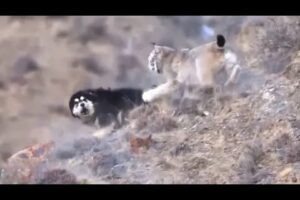 Dogs Attack Lynx - Animal Battles Caught on Camera | Animal Fights