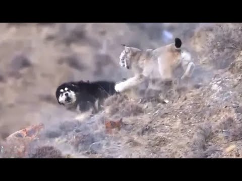 Dogs Attack Lynx - Animal Battles Caught on Camera | Animal Fights