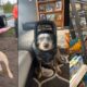 Dogs Doing Funny Things 😂 Best of April 2024