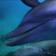 Dolphins purposely 'getting high' on pufferfish - Dolphins - Spy in the Pod: Episode 2 - BBC One