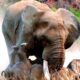 ELEPHANT Vs RHINO | Animal Fight | Discovery Channel In Hindi | Elephant Attack Rhino | Wild Animals