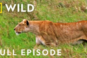 Eat, Prey, Kill (Full Episode) | Animal Fight Night
