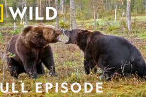 Enemy Within: The Battle for Survival (Full Episode) | Animal Fight Night