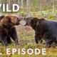 Enemy Within: The Battle for Survival (Full Episode) | Animal Fight Night