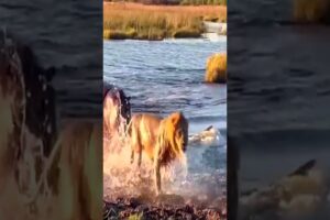 Epic Animal Fights! Herd vs. Lone Warrior #wildlife