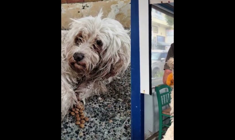 Epileptic dog was suffering abandoned in the streets of my city for a few days😢 - Takis Shelter