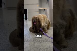 Extremely Matted Dog Transforms and Rescued  (@TheDodo)