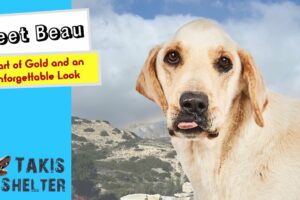 Fall in Love with Beau! - Takis Shelter