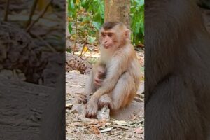 Feel lonely small Monkey no friend playing #shorts #monkeyvideo #monkeys #monkeylove #animals #funny