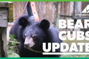 Four rescued bear cubs find happiness at Animals Asia’s sanctuary