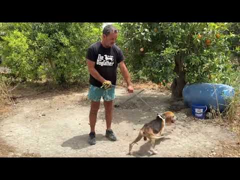 Freedom for the  chained hunting dog ❤️ - Takis Shelter