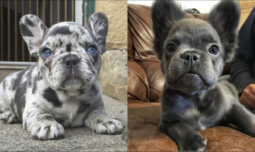 Funny And Cute French Bulldogs 🤣 | BEST Compilation 2024 #5
