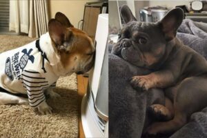 Funny And Cute French Bulldogs 🤣 | BEST Compilation 2024 #7