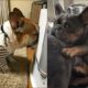 Funny And Cute French Bulldogs 🤣 | BEST Compilation 2024 #7