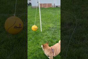 Funny Shiba Inu playing tetherball #dog #pets #animals