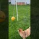 Funny Shiba Inu playing tetherball #dog #pets #animals