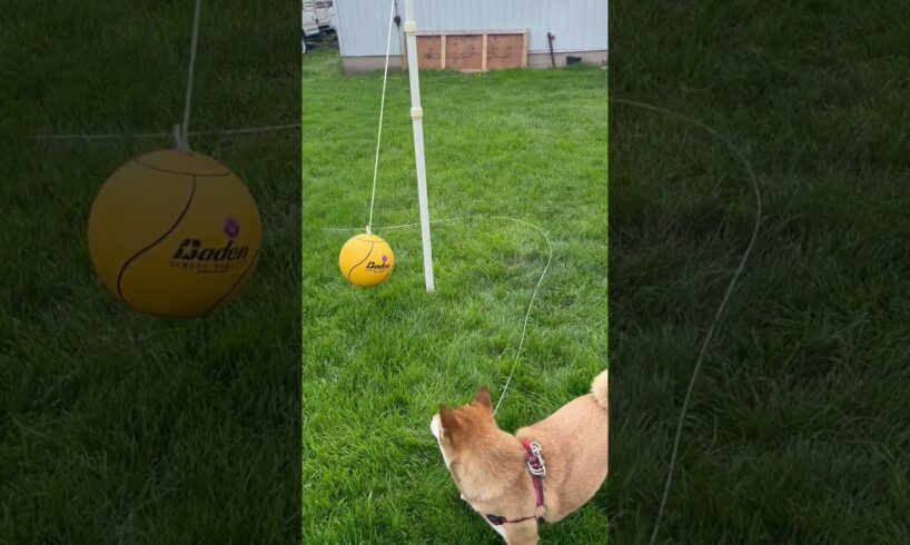 Funny Shiba Inu playing tetherball #dog #pets #animals