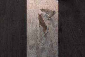 Funny Shiba inu playing with laser #dog #pets #animals