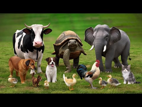 Funny animals, funny cats, funny cat videos, parrot,talking,and,lion,and, elephant, dog, cow 2024...