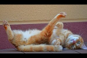 Funny animals video compilation 2024๐๐ป Funny and cute cats and dogs ๐ฝ