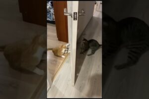 Funny cat and dogs 😂😂 episode 398 #shorts #cat #funny #dog #animals