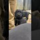 Getting a puppy?! Part 2 #cute #puppies #adorable #farmer #viral  #trending #dog #cutenessoverload