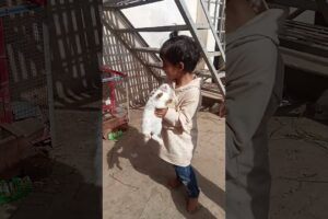 Girl play with Rabbit #pets #animals #rabbit #rabbitfarming #shortvideo #viral #vlog #baby