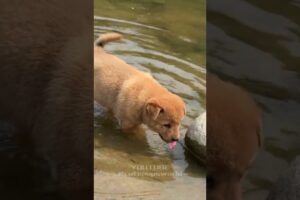 Good friends playing together in the water #short #dog #puppy  #cute #animals #pets #cutedog