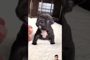 Guta is the cutest puppy🥹 #frenchbulldog #shorts #reelsviral #reels #viralvideo #reelsvideo #virals
