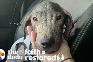 Hairless Puppy Found On Beach Is Gorgeous Now | The Dodo