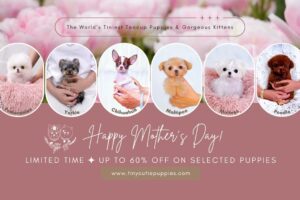Happy Mother's Day from the cutest puppies 🐶💝 #teacuppuppies #tinydogs #cutestdogs