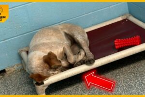 Heartbroken Shelter Dog Cries Herself To Sleep After Her Brother Gets Adopted