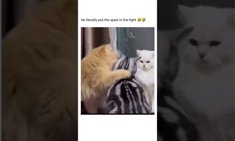 Hilarious Animal fights πππ | animals fights funny compilation π