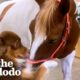 Horse Runs To Greet Her Favorite Dog Every Morning | The Dodo Odd Couples