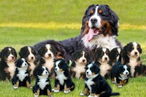 How Bernese Mountain Dog Giving Birth To Cute Puppies