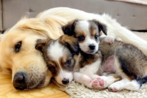 How Golden Retriever and Cute Puppies Prepare for Sweet Sleep