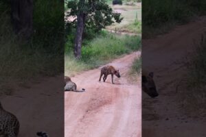 Hyena Makes Big Loop Around Leopard