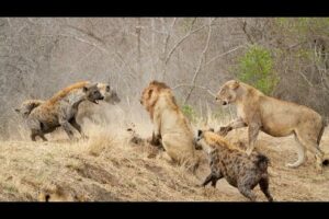 Hyena Vs Lion | Lion King | Discovery Channel In Hindi | Animal Fighting Video | Hyena Attack | Wild