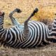 Hyenas Capture a Helpless Zebra Craziest Wild Animal Fights