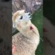 I Didn’t Know Alpacas SCREAMED?! 🤣#shorts #funny #fails