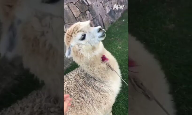 I Didn’t Know Alpacas SCREAMED?! 🤣#shorts #funny #fails
