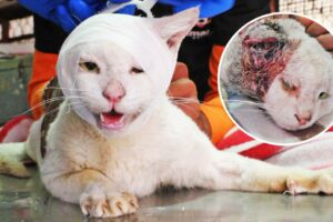 Injured and dying cat used all his strength to make it home, watch his recovery!