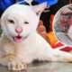 Injured and dying cat used all his strength to make it home, watch his recovery!