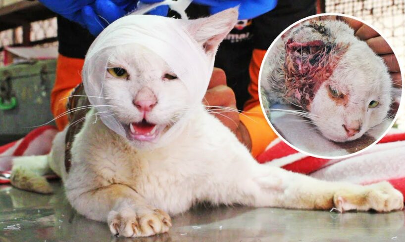 Injured and dying cat used all his strength to make it home, watch his recovery!