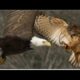 Intriguing Animal Fights:Eagle Vs Owl, Fearless Dog as Sheepheard,Crocodile vs Duck battle, @AGT