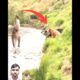 Kangaroo and dog fight 🤣🥱🤯আসুন দেখে নেয়া যাক ক্যাঙ্গারু ও কুকুরের মধ্যে কে যেতে #shortvideo #viral