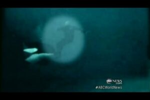 Killer Whale Attacks Trainer: Caught on Tape