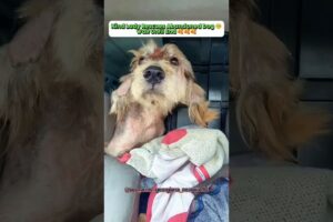 Kind Lady Rescues Abandoned Dog! 🥹🥹🥹 #shorts