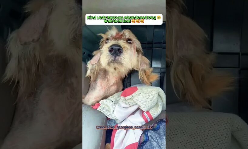 Kind Lady Rescues Abandoned Dog! 🥹🥹🥹 #shorts